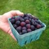berrynice2u